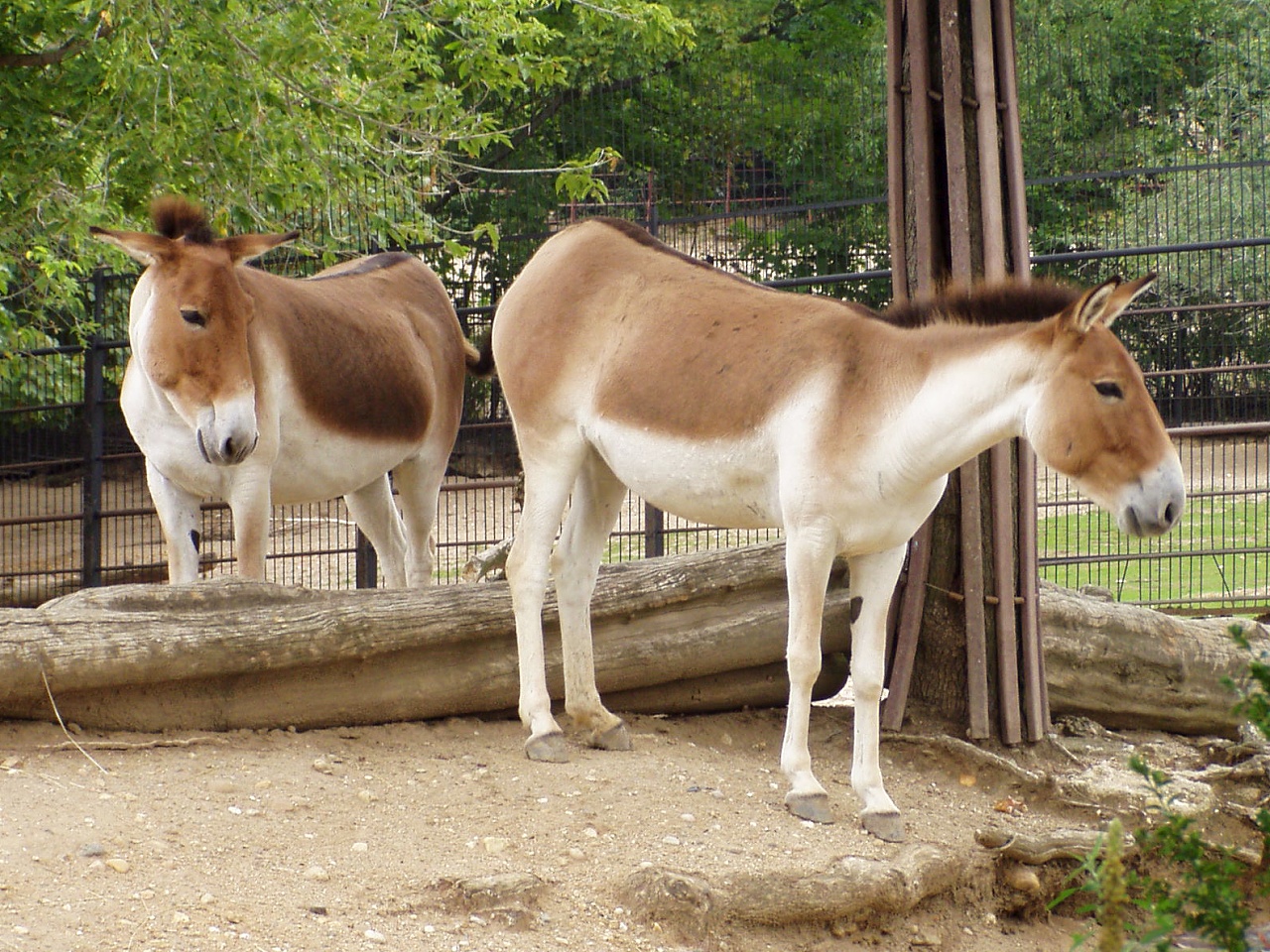 Equus_kiang_holdereri01.jpg