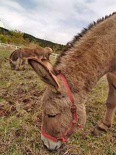 240px-Donkeys-03.jpg