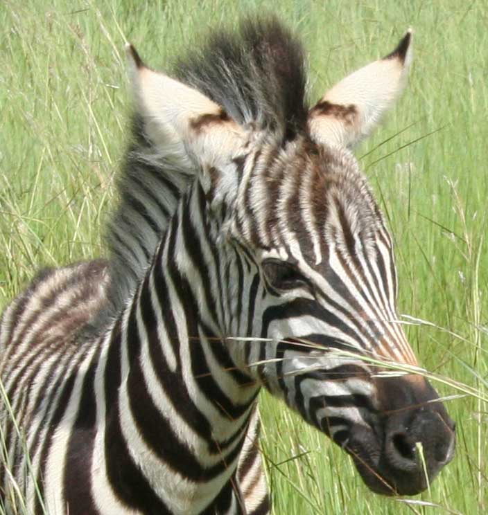 zebra-30g.jpg