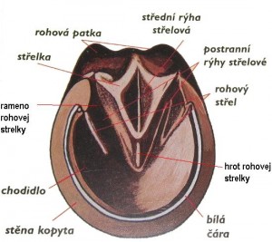 Obrázok